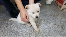 경남 고성 신월리 112에서 흰색 강아지 발견 보호..신경장애