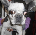 대구 북구 검단공단로 32에서 보스턴 테리어 발견 보호