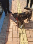 전북 군산 대명동 한일목욕탕 부근에서 검흰색 강아지 발견 보호