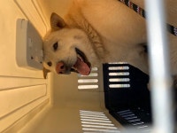 전북 고창 고창주류 뒷편에서 황색 진돗개 발견 보호