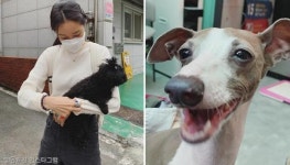 공효진이 문병 오자 해맑게 웃는 반려견 요지..고마와요!
