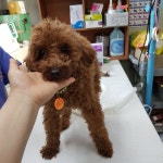 광주 서구 광천동에서 푸들 발견 보호