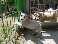 경북 칠곡 북삼 경호천서길에서 미색 강아지 발견 보호