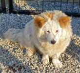 전북 군산 보건소 사거리 주변서 갈, 베이지색 강아지 발견 보호