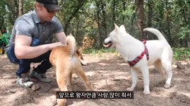 식용견 농장 출생 진돗개 새 식구로..`올리버쌤의 진돗개 사랑`