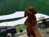 경남 진주 정촌면 예하길 360-2에서 푸들 발견 보호