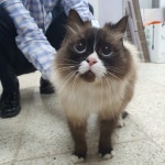 충북 청주 개신동 개신주공1단지에서 렉돌 고양이 발견 보호