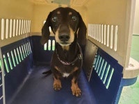 부산 수영 광남로 48에서 닥스훈트 발견 보호