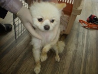 경기 오산 성호대로 141에서 포메라니안 발견 보호