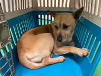 부산 기장 예림리에서 갈색 강아지 발견 보호..올무에 감김