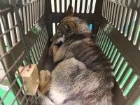 부산 기장 일광면 화전리에서 검갈색 강아지 발견 보호