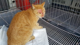 부산 북구 구포동 143-3에서 치즈태비 고양이 발견 보호