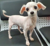 경기 용인 구갈동 412-23에서 말티즈 발견 보호