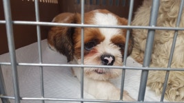 경기 하남 초광산단로 102에서 시츄 발견 보호