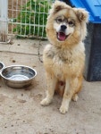 충북 충주 팽고리산길 73에서 삼색 강아지 발견 보호