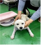 충남 부여 규암119센터에서 흰색 강아지 발견 보호
