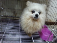 전북 전주 세병로 184에서 포메라니안 발견 보호