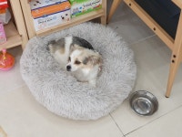 경남 함양 함양읍 삼정그린코아 주변에서 치와와 발견 보호