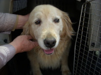 경기 오산 성호대로 141에서 골든 리트리버 발견 보호