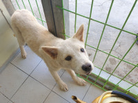 경북 포항 북구 삼흥로 기쁨의교회 인근에서 아이보리색 강아지 발견 보호