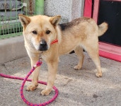 광주 남구 주월동에서 갈검색 강아지 발견 보호