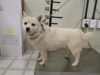 경기 가평 덕현리 광성교회 수련원 부근에서 흰색 강아지 발견 보호