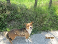 강원 동해 송정동 LS전선 앞에서 흰검갈색 강아지 발견 보호