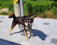 경북 문경 문경상리에서 검황색 강아지 발견 보호
