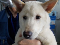 충남 아산 신창 행목리 양우내안애아파트에서 흰색 강아지 발견 보호