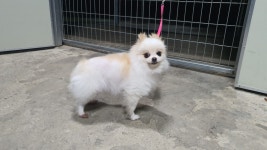 경북 경산 옥산2지구에서 포메라니안 발견 보호