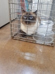 울산 남구 대학로 76번길 5에서 샴 고양이 발견 보호