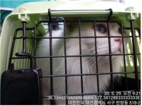 대전 서구 괴정동 66-8 편의점 인근에서 터키시 앙고라 발견 보호