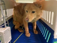 부산 기장 일광면 화전리 473-2에서 갈색 강아지 발견 보호