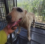 경북 청도 매전면 금천리 709에서 불 테리어 발견 보호