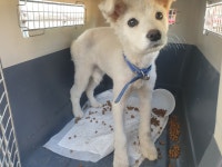 강원 양구 해안 만대리에서 흰색 강아지 발견 보호