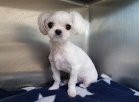 경기 광주 중대동 물빛공원에서 말티즈 발견 보호