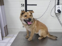 경기 가평 솔고개 부근에서 갈색 강아지 발견 보호..파랑 목걸이