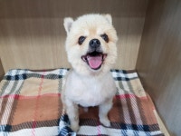 경기 광주 곤지암읍 열미길에서 포메라니안 발견 보호