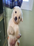 충북 충주 산전 장수2길 50에서 흰색 강아지 발견 보호