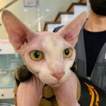 경기 부천 석천로 25번길 7에서 스핑크스 고양이 발견 보호