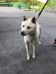 충북 청주 남이면 호정대신로 135에서 흰색 강아지 발견 보호..빨간 목줄