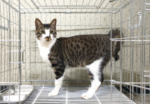 경기 여주 능서면 세종대왕릉 입구에서 아메리칸 쇼트헤어 고양이 발견 보호