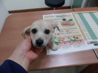 서울 양천구 신월동 서서울호수공원에서 갈색 강아지 2마리 발견 보호