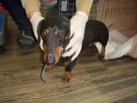 경기 오산 성호대로 141에서 닥스훈트 발견 보호