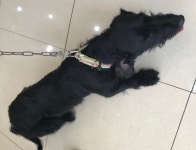 충남 서산 호수공원 스타벅스 앞 놀이터에서 까만 강아지 발견 보호..닥스훈트 모습 보임