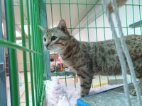 경북 포항 용당로 116에서 벵갈 고양이 2마리 발견 보호..옷가방에 넣어 애견숍 옆에 버림