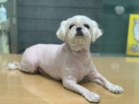 경기 부천 중동역 푸르지오 앞 사거리에서 말티즈 발견 보호