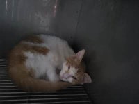 부산 기장 용수로 23에서 갈흰색 고양이 발견 보호