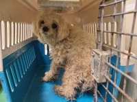 부산 기장 일광면 청원길 청광낚시터에서 말티즈 발견 보호..털엉킴