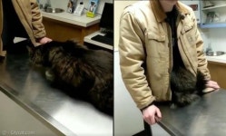 수의사 피해 집사 품 파고든 쫄보냥..`집사 심쿵`